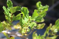 Escallonia illinita