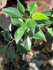 Ficus microcarpa