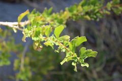 Escallonia illinita