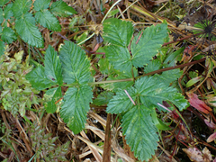 Angelica genuflexa