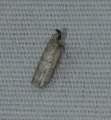 Dichomeris inversella