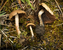 Psathyrella pennata
