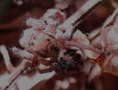 Habronattus cuspidatus