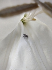 Trichobaris compacta