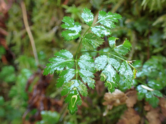 Coptis aspleniifolia