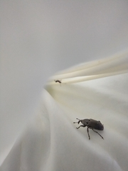 Trichobaris compacta