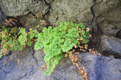 Adiantum chilense