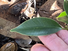 Ficus microcarpa