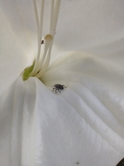 Trichobaris compacta