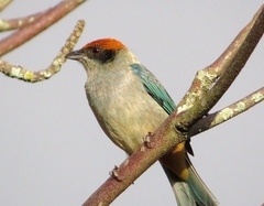 Stilpnia vitriolina