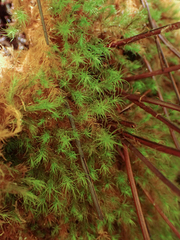 Bartramia pomiformis