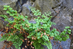 Adiantum chilense