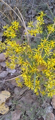 Senecio spartioides