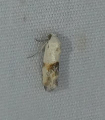 Ponometia candefacta