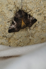 Astrapometis saburalis