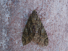 Cocytius lucifer