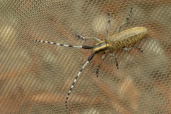 Agapanthia villosoviridescens