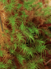 Bartramia pomiformis