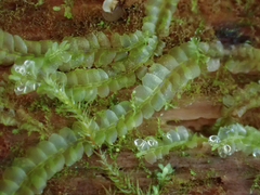 Lophocolea heterophylla