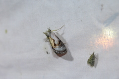 Chrysanympha formosa