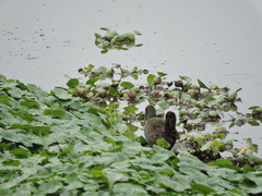 Pardirallus sanguinolentus
