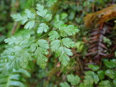 Coptis aspleniifolia