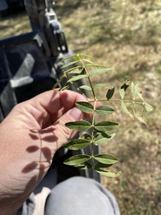 Glycyrrhiza lepidota