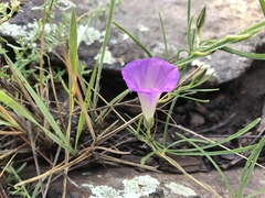Ipomoea plummerae