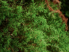 Bartramiopsis lescurii