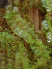 Lophocolea heterophylla