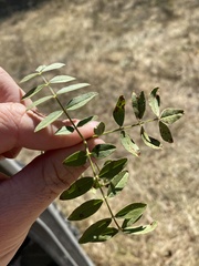 Glycyrrhiza lepidota