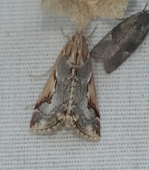 Loxostege albiceralis