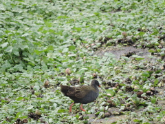 Pardirallus sanguinolentus