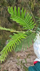 Acacia mearnsii