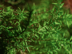 Bartramiopsis lescurii