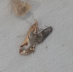 Loxostege albiceralis