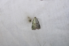 Hyperstrotia pervertens