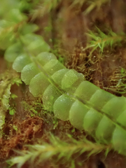 Lophocolea heterophylla
