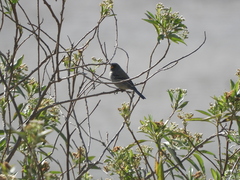 Catamenia analis