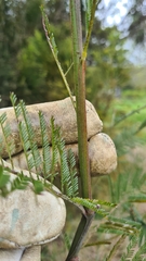 Acacia mearnsii