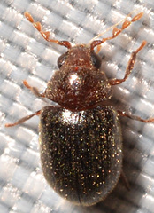 Tricorynus dichrous
