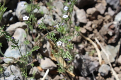 Gilia