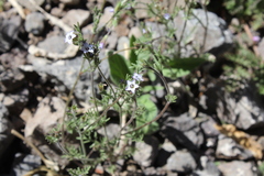 Gilia