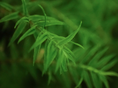 Bartramiopsis lescurii