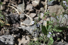 Gilia
