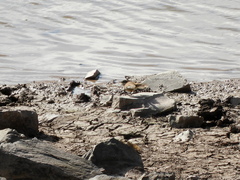 Cinclodes albiventris