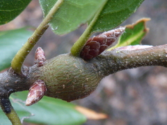 Callirhytis quercussuttoni