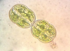 Cosmarium pseudoconnatum