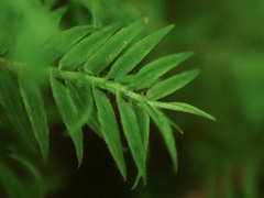 Bartramiopsis lescurii