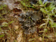 Peltigera collina